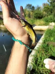 Image result for Ameiurus melas