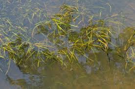 Attēlu rezultāti vaicājumam “Potamogeton compressus”