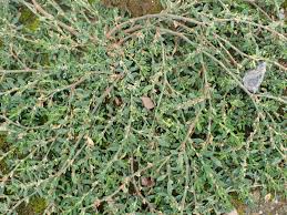 Attēlu rezultāti vaicājumam “Polygonum arenastrum leaf”