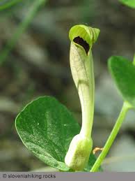 Attēlu rezultāti vaicājumam “Aristolochiaceae”