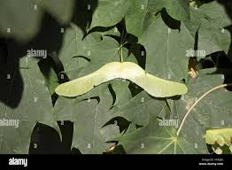 Attēlu rezultāti vaicājumam “Acer platanoides fruit”