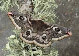 Attēlu rezultāti vaicājumam “Saturnia pavonia eggs”