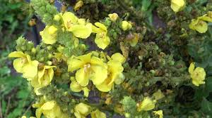 Attēlu rezultāti vaicājumam “Verbascum densiflorum flower”