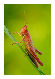 Attēlu rezultāti vaicājumam “Chrysochraon dispar”