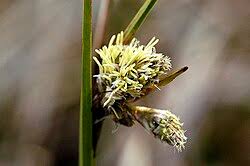 Attēlu rezultāti vaicājumam “Eriophorum angustifolium fruit”