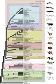 Attēlu rezultāti vaicājumam “Artiodactyla”