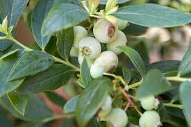 Attēlu rezultāti vaicājumam “Vaccinium myrtillus leaf”