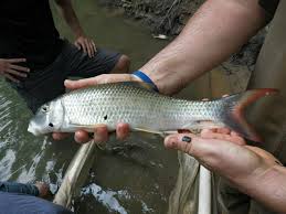 Image result for Moxostoma carinatum