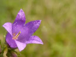 Attēlu rezultāti vaicājumam “Campanula trachelium flower”