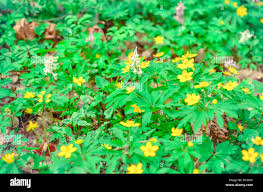 Attēlu rezultāti vaicājumam “Anemone ranunculoides bud”