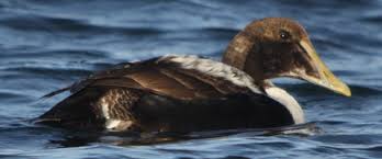 Attēlu rezultāti vaicājumam “Somateria mollissima juvenile”