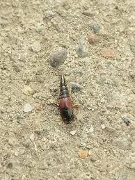 Attēlu rezultāti vaicājumam “Tachyporus sp.”