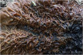 Attēlu rezultāti vaicājumam “Physarum pezizoideum macro”