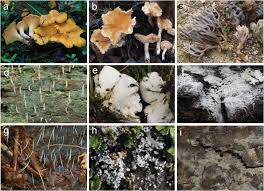 Attēlu rezultāti vaicājumam “Sistotrema confluens”