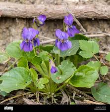 Attēlu rezultāti vaicājumam “Viola odorata flower”