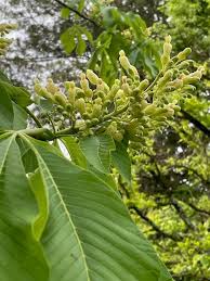 Attēlu rezultāti vaicājumam “Aesculus flava”