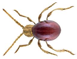 Attēlu rezultāti vaicājumam “Ptinus sp. male”