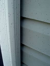 Attēlu rezultāti vaicājumam “Sphaerobolus stellatus”