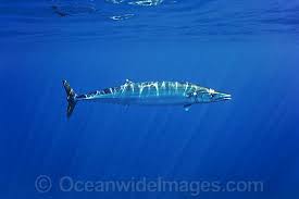 Image result for Acanthocybium solandri