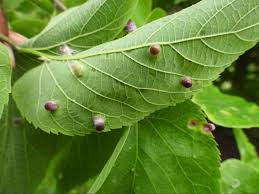 Attēlu rezultāti vaicājumam “gall”