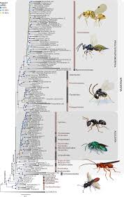 Attēlu rezultāti vaicājumam “Hymenoptera”