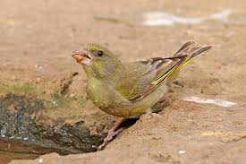 Attēlu rezultāti vaicājumam “Chloris chloris male”