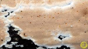 Attēlu rezultāti vaicājumam “Junghuhnia nitida”