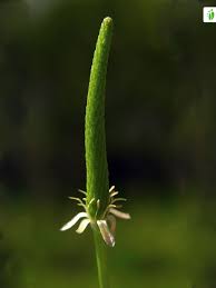 Attēlu rezultāti vaicājumam “Myosurus minimus flower”