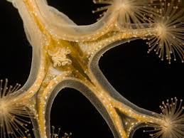 Attēlu rezultāti vaicājumam “Cribraria tenella stalked”