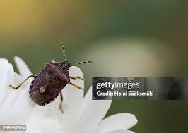 Attēlu rezultāti vaicājumam “Dolycoris baccarum”