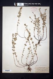 Attēlu rezultāti vaicājumam “Acinos arvensis”