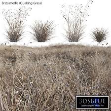 Attēlu rezultāti vaicājumam “Briza media”