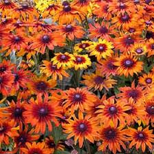 Attēlu rezultāti vaicājumam “Rudbeckia hirta var. pulcherrima flower”