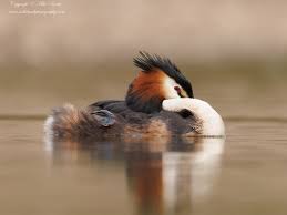 Attēlu rezultāti vaicājumam “Podiceps cristatus”