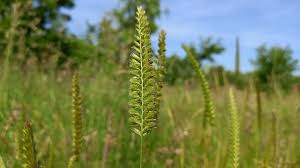 Attēlu rezultāti vaicājumam “Cynosurus cristatus fruit”