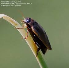 Attēlu rezultāti vaicājumam “Rhantus frontalis”