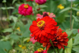 Image result for Zinnia violacea