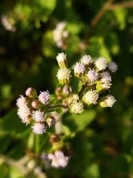 Image result for Ageratum conyzoides