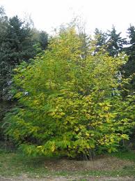 Attēlu rezultāti vaicājumam “Pterocarya fraxinifolia”