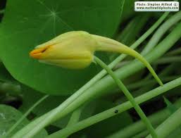 Attēlu rezultāti vaicājumam “Tropaeolum majus bud”