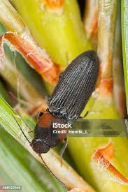 Attēlu rezultāti vaicājumam “Cardiophorus ruficollis”