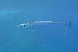 Image result for Acanthocybium solandri