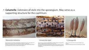 Attēlu rezultāti vaicājumam “Stemonitis herbatica stalked”