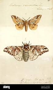 Attēlu rezultāti vaicājumam “Endromidae”