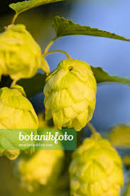 Attēlu rezultāti vaicājumam “Humulus lupulus fruit”