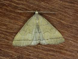 Attēlu rezultāti vaicājumam “Zanclognatha tarsipennalis”