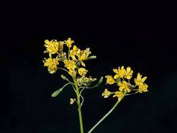 Image result for Isatis tinctoria