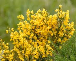 Attēlu rezultāti vaicājumam “Cytisus scoparius flower”