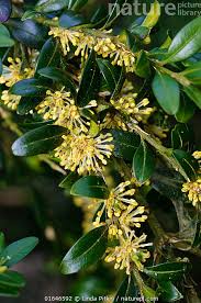 Attēlu rezultāti vaicājumam “Buxus sempervirens flower”
