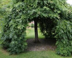 Attēlu rezultāti vaicājumam “Fraxinus excelsior Pendula female flower”